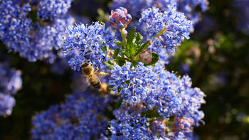 Bee on lilac This macro photograph was taken in the afternoon during the spring season and features a bee collecting pollen from the vibrant lilac flowers of a plant. The scene shows the intricate details of both the bees and the surrounding insects as they interact with the natural world. The lighting in the image highlights the delicate structures of the lilac clusters, emphasizing the relationship between the plants and the pollinating insects.